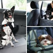 Crates, carriers and dog seat belts are just some of the ways a dog can safely travel in a car