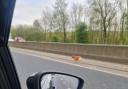 A dog was seen on the M65 close to J13 at Colne