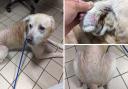 Robin was in need of urgent treatment due to a skin condition and ear infection