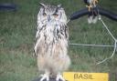 Nugget, Benegal Eagle Owl