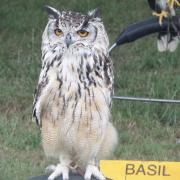 Nugget, Benegal Eagle Owl