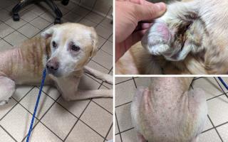 Robin was in need of urgent treatment due to a skin condition and ear infection