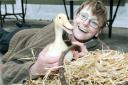 NATURAL GOODNESS: Sharon Akerboom with an Aylesbury duckling