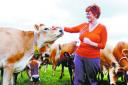 ANIMAL MAGIC: Christine James gets to know one of the cows 