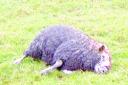 MAULED: One of the eight sheep that was attacked by two Alsatian/Collie cross dogs
