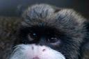 A tamarin monkey