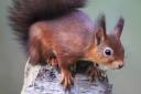 Margo Grimshaw: Watching antics of a squirrel is fascinating – and time consuming