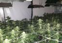 Man arrested as large cannabis farm discovered inside home