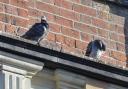Pigeons becoming a menace says our correspondent