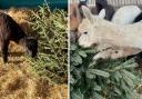 Alpacas at Lowlands Farm in Blackpool eat donated Christmas trees