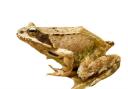 VICTIM: The group targeted amphibians