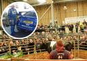 £26,000 fine as man killed by raging bull while working at auction mart