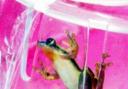 POISON SCARE: The frog was caught in a box