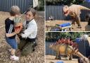 Kids can get hands on with dinosaurs and see huge beasts in all their glory at Mrs Dowson's Farm