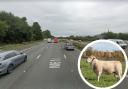 M61 traffic delays after sheep wanders onto carriageway