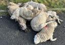 'Disgust' as dead sheep dumped across countryside cost taxpayer hundreds