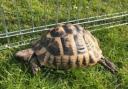 Shelly, the school tortoise