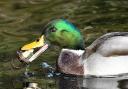 Mallard duck swimming on a pond with a baby's dummy in its beak
