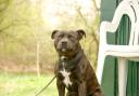 A Staffordshire Bull Terrier like this attacked two people and another dog