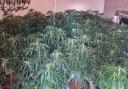 A total of 146 cannabis plants was seized.