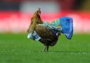 The chicken released on to the pitch at the start of the Rovers v Wigan match.