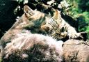 A wildcat and kitten.