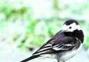The pied wagtail has adapted to life in towns