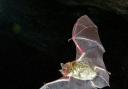 Bats' wings are formed from flaps of skin