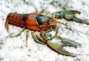 A fatal disease is affecting our native crayfish