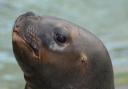 Meet the sealions at Blackpool Zoo