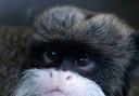 A tamarin monkey