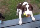 Blind Spaniel plays fetch