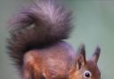 Margo Grimshaw: Watching antics of a squirrel is fascinating – and time consuming
