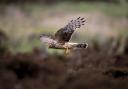 Help catch those who are targeting Hen Harriers