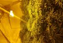 A number of cannabis plants have been seized after police carried out a raid at a house in Blackburn