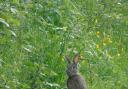 A  rabbit who thinks he's a hare by Mavis Smith  from Darwen