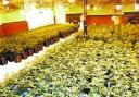 The cannabis plants found at the Duke of York pub, Colne Road