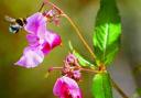 CHOKING PLANT: The Himalayan balsam is one of the plants said to be turning Sunnyhurst Wood into a jungle