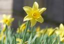 James Hull took this shot of a daffodil