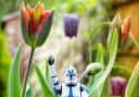 "May the fourth be with you" - clone trooper nestled in flowrs in East Lancashire