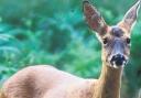 Deer mauled to death by dogs in Ribble Valley