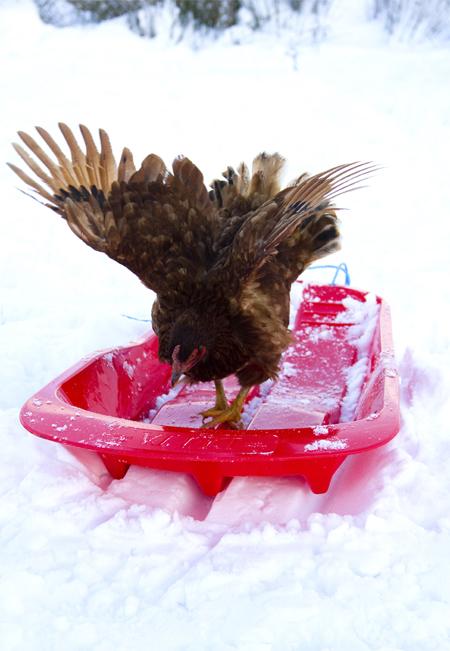 By Katie Sumner.

A picture of a chicken sledging. 