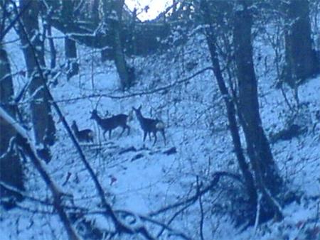 By Jonathon. 'Just been out walking in Cemetery woods in Burnley and spotted a family of deer!'