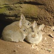 Rabbits in Sunnyhurst Woods