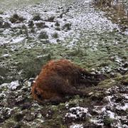 Warning graphic images: Heavily pregnant cow mauled to death by Rottweiler at Lancashire farm