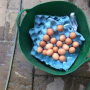 Appeal for CCTV to catch six people who threw eggs at houses