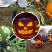 10 North West places to go pumpkin picking this Halloween