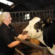 Becki Fielding with one of Pulford Farm's cows.