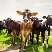 Farmers and walkers are being warned of the danger of livestock and cattle