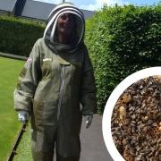 Beekeeper Karen Buckley says 20,000 bees have left her hive in search of a new home